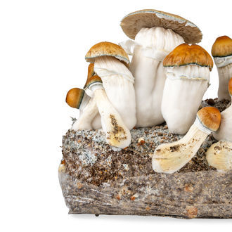 Kit Ready-2-Grow 'Hillbilly Pumpkin' di Zamnesia