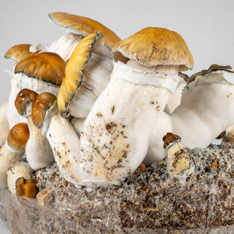 Kit Ready-2-Grow 'Hillbilly Pumpkin' di Zamnesia