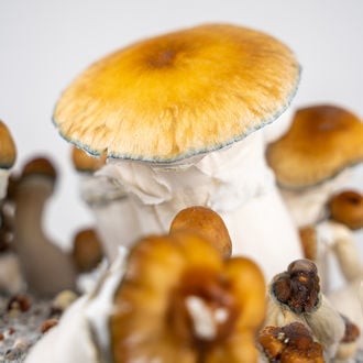 Kit Ready-2-Grow 'Hillbilly Pumpkin' di Zamnesia