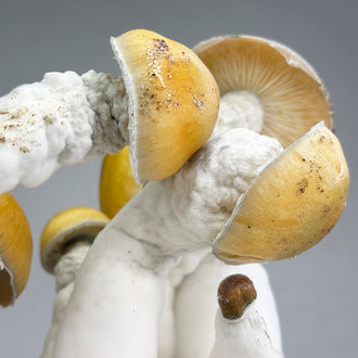 Kit Ready-2-Grow 'MVP' di Zamnesia