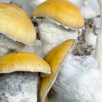 Kit Ready-2-Grow 'MVP' di Zamnesia