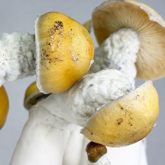 Kit Ready-2-Grow 'MVP' di Zamnesia