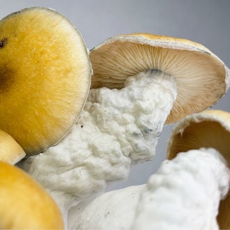 Kit Ready-2-Grow 'MVP' di Zamnesia