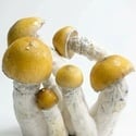 Kit Ready-2-Grow 'MVP' di Zamnesia