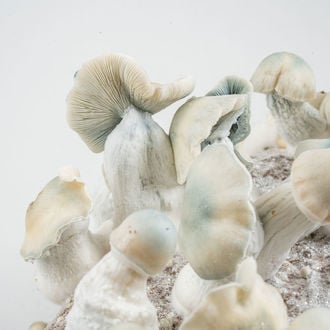 Kit Ready-2-Grow 'Jack Rabbit' di Zamnesia