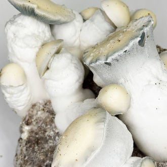 Kit Ready-2-Grow 'Jack Rabbit' di Zamnesia