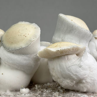 Kit Ready-2-Grow 'Jack Rabbit' di Zamnesia