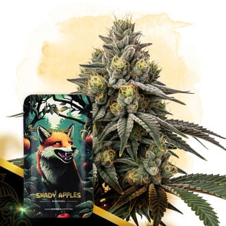 Shady Apples Automatic (Zamnesia Seeds) femminizzata
