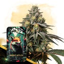 Shady Apples Automatic (Zamnesia Seeds) femminizzata