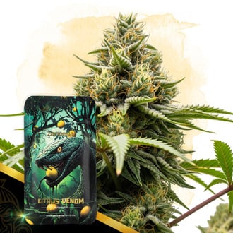 Citrus Venom Automatic (Zamnesia Seeds) femminizzata