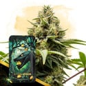 Citrus Venom Automatic (Zamnesia Seeds) femminizzata