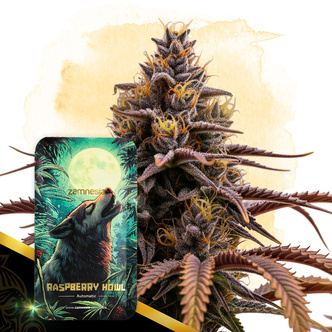 Raspberry Howl Automatic (Zamnesia Seeds) femminizzata
