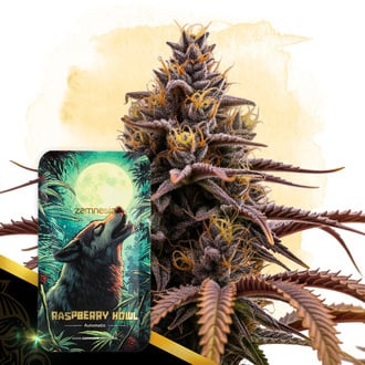 Raspberry Howl Automatic (Zamnesia Seeds) femminizzata