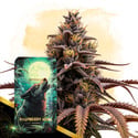 Raspberry Howl Automatic (Zamnesia Seeds) femminizzata