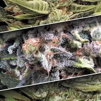 Auto Collection Pack 1 (Paradise Seeds) Femminizzata