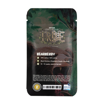 Bearberry Auto (Zamnesia Seeds) femminizzata