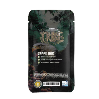 Grape God Auto (Zamnesia Seeds) femminizzata