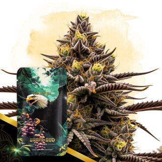 Grape God Automatic (Zamnesia Seeds) femminizzata