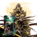 Grape God Automatic (Zamnesia Seeds) femminizzata