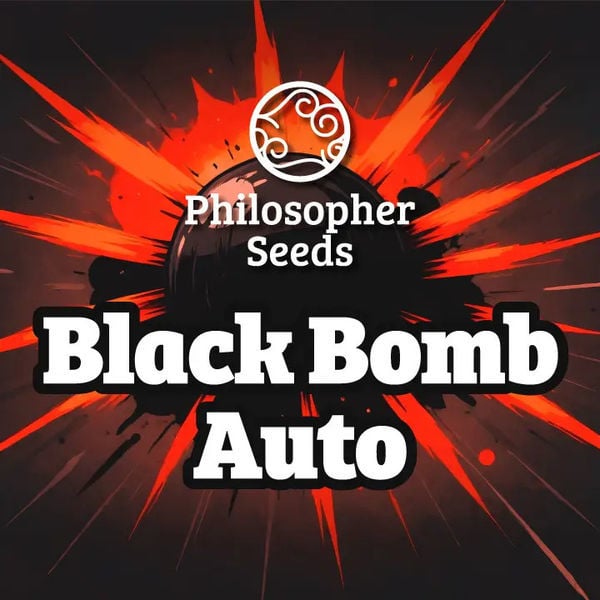 Black Bomb Auto (Philosopher Seeds) femminizzata