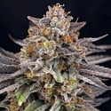 CandyGaz (Ripper Seeds) femminizzata