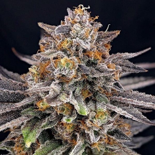 CandyGaz (Ripper Seeds) femminizzata