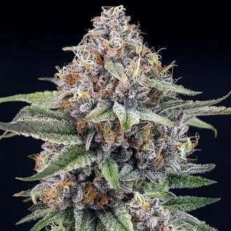 EyeBallz (Ripper Seeds) femminizzata