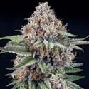 EyeBallz (Ripper Seeds) femminizzata