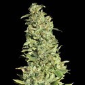 High Level (Eva Seeds) Femminizzata