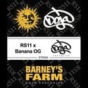 RS11 x Banana OG (Barney's Farm) femminizzata