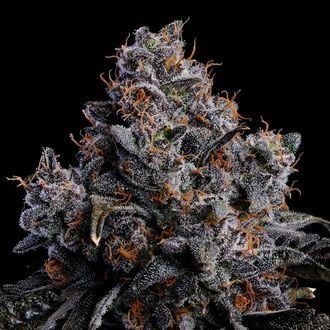 Grape Pop Rocks Auto (Anesia Seeds) femminizzata