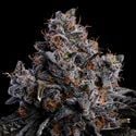 Grape Pop Rocks Auto (Anesia Seeds) femminizzata