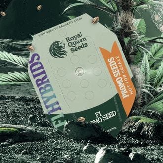 Seme Autofiorente Ibrido F1 Gratuito (Royal Queen Seeds)