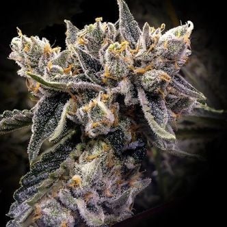 Bruised Banana (DNA Genetics) femminizzata
