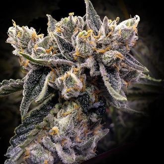 Bruised Banana (DNA Genetics) femminizzata
