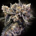 Bruised Banana (DNA Genetics) femminizzata