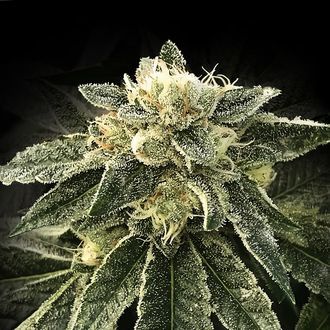 White Chocolope (DNA Genetics) femminizzata
