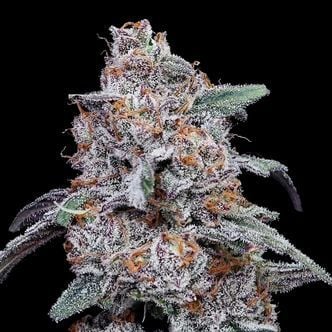 Purple People Eater Auto (DNA Genetics) femminizzata