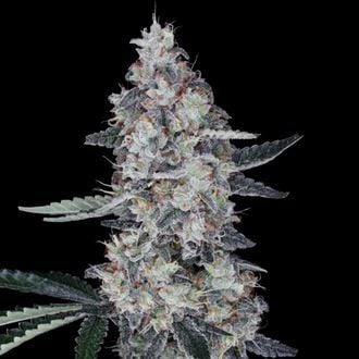 Watermelon Man Auto (DNA Genetics) femminizzata