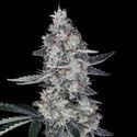 Watermelon Man Auto (DNA Genetics) femminizzata