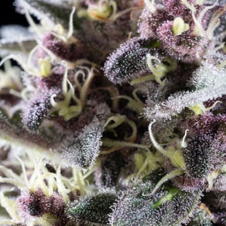 Pink Gelato (Kannabia) femminizzata