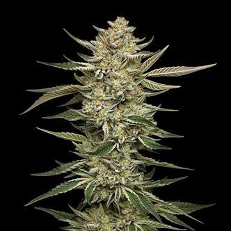 OG Triploid (Humboldt Seed Company) feminized