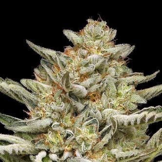 OG Triploid Auto (Humboldt Seed Company) feminized