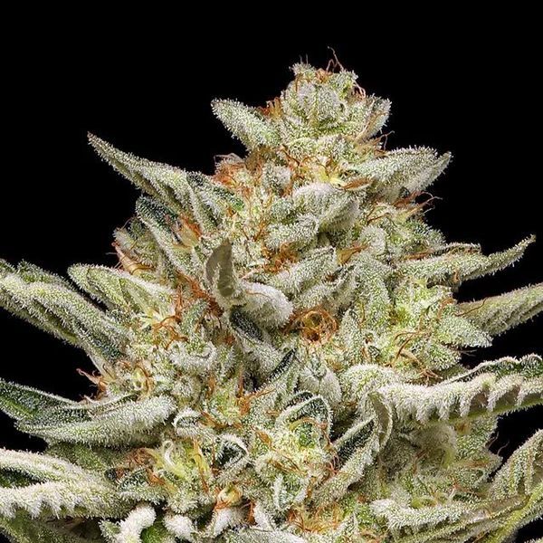 OG Triploid Auto (Humboldt Seed Company) femminizzata