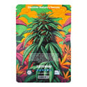 In-Di-Couch Indica Pack - Varietà femminizzate