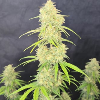 Z-Up Auto (FastBuds) femminizzata