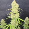 Z-Up Auto (FastBuds) femminizzata