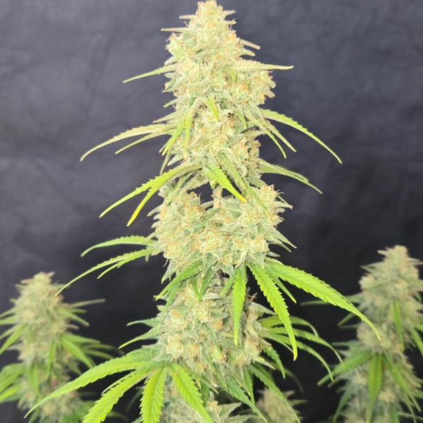 Z-Up Auto (FastBuds) femminizzata
