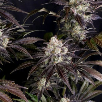 Frostbanger Auto (FastBuds) femminizzata