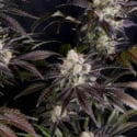 Frostbanger Auto (FastBuds) femminizzata